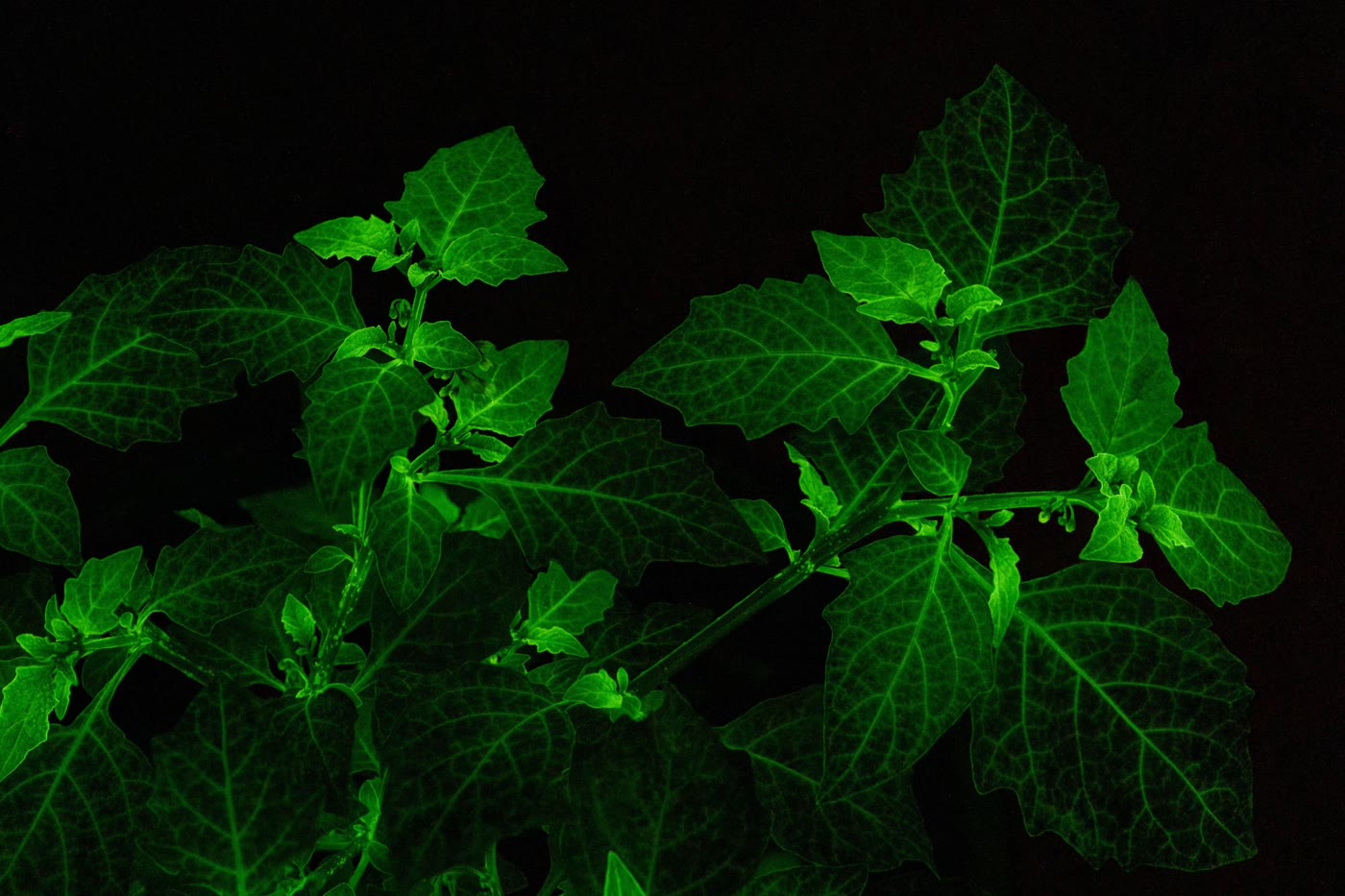 关灯后自主发光的植株