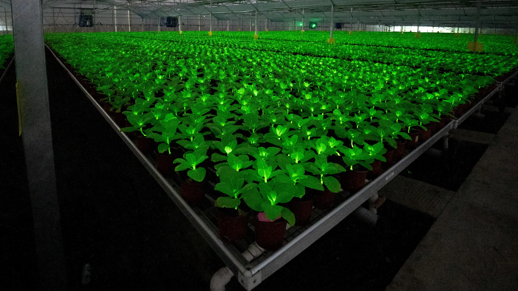 成片发光植物的培育基地