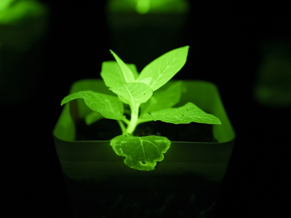 一众发光植物 (12).jpg