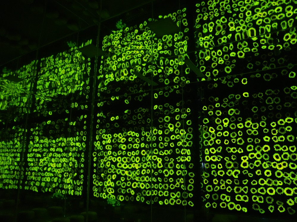 首都上演“现实阿凡达” 自发光植物全国首展收官 推开“生物光源”应用大门！