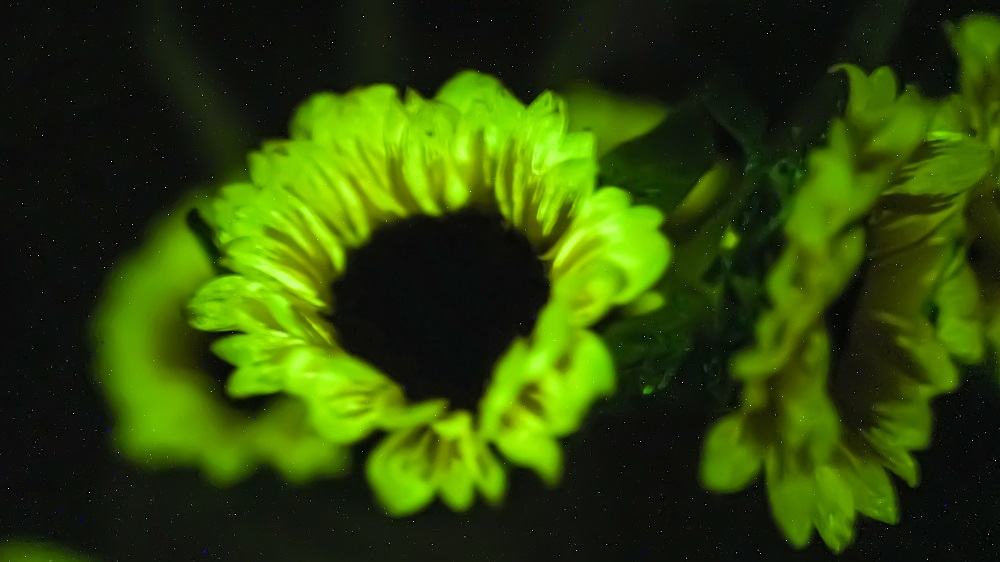 【牢记嘱托 感恩奋进——安徽往前赶】“神笔”点亮植物之光——记合肥神笔生物科技有限公司