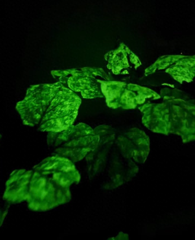 高质量发展调研行丨会发光的植物实现“合肥造”