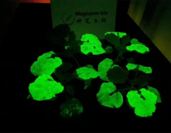 合成生物学正在批量制造“发光植物”，国内已有公司实现突破